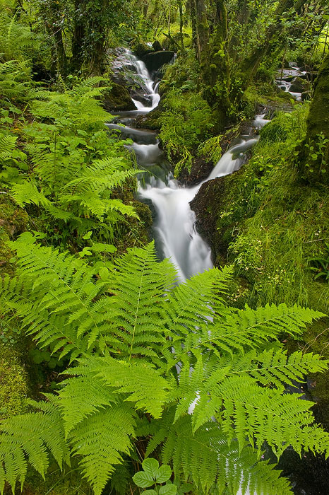 green ferns burst out of the banks fo the colly brook in Devon