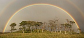 A full double rainbow over a group of trees in scotland.