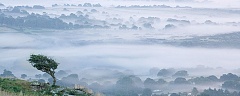 hawthorn tree view over Devon in the mist
