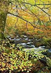 Photo of fantastic autumn foliage on the river walkham
