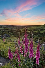 Photo of foxgloves on Dartmoor