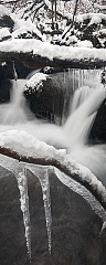 Spikes of ice hang off a brank overhanging the colly brook stream