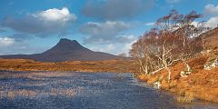 Birch trees on the edge of Feur-loch with Stac Pollaidh in the distance