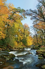 Golden beech trees line the banks of the River Walkham
