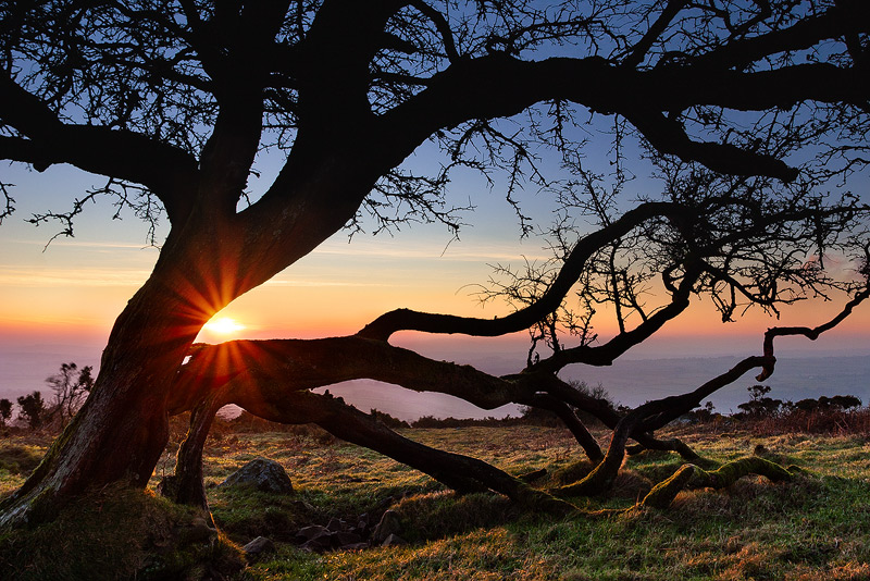 sunset through a Dartmoor Hawthorn Tree