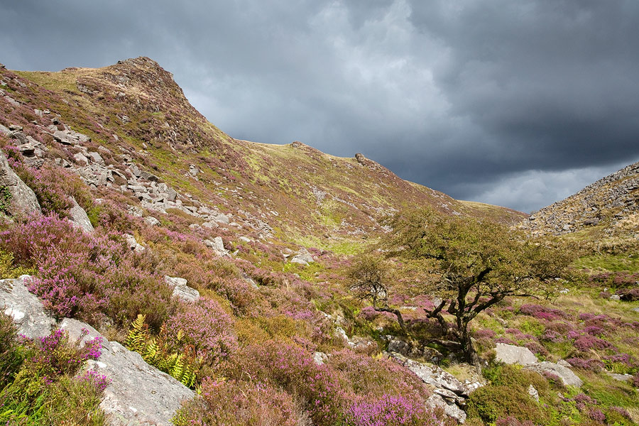 heather at Tavy Cleave with a stormy sky overhead