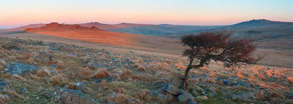 Hawthorn tree at sunrise with light hitting the peaks of tors