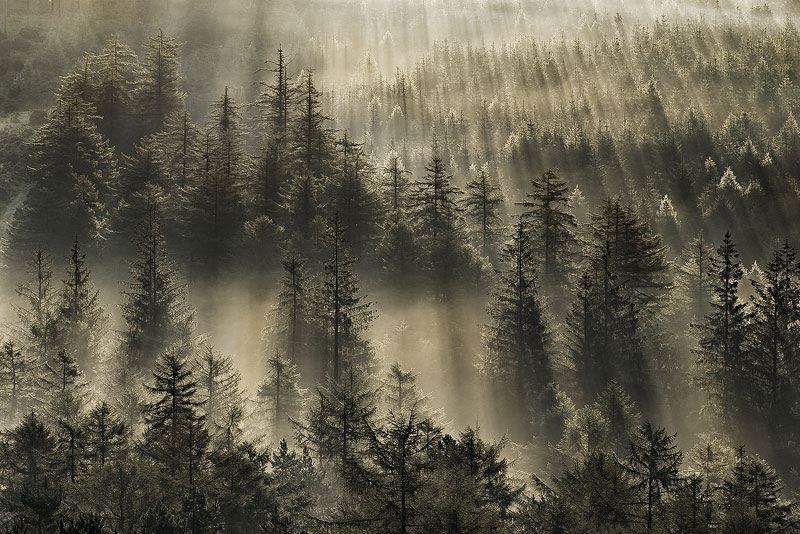 a forest of pine tree near Burrator Resevoir with sunrays coming through