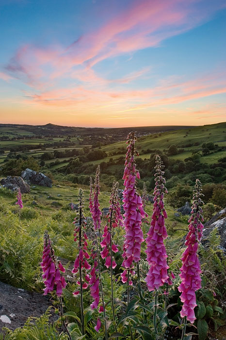 Photo of foxgloves on Dartmoor