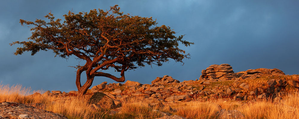 a hawthorn tree on dartmoor is lit by the light of sunset