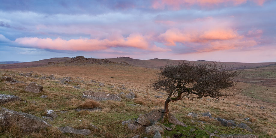 a windswept Hawthorn tree on Dartmoor