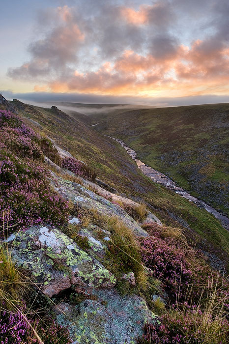 sunrise over tavy cleave viewed from Sharp Tor with heather in the foreground