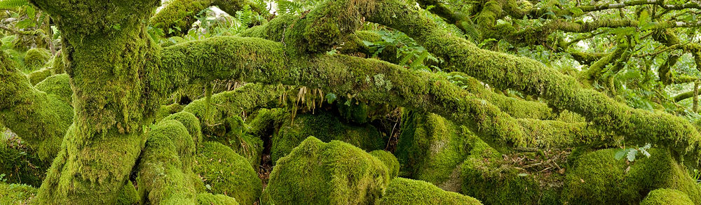 moss covered oak trees at Wistmans Wood
