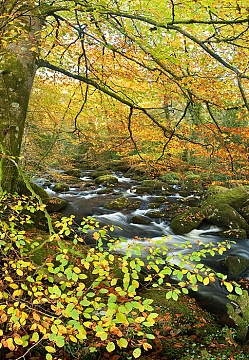 Photo of fantastic autumn foliage on the river walkham
