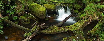 small waterfalls on a stream in devon with mossy branches