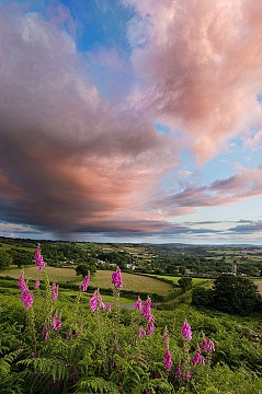 Foxgloves shot at sunset with rain int eh distance