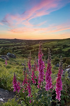 Photo of foxgloves on Dartmoor